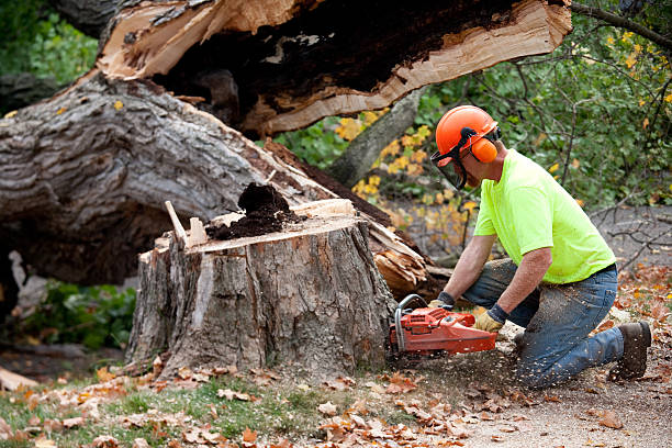 Best Emergency Storm Tree Removal  in Hollymead, VA